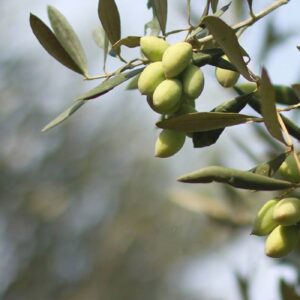 Έξτρα Παρθένο Ελαιόλαδο - Μανάκι